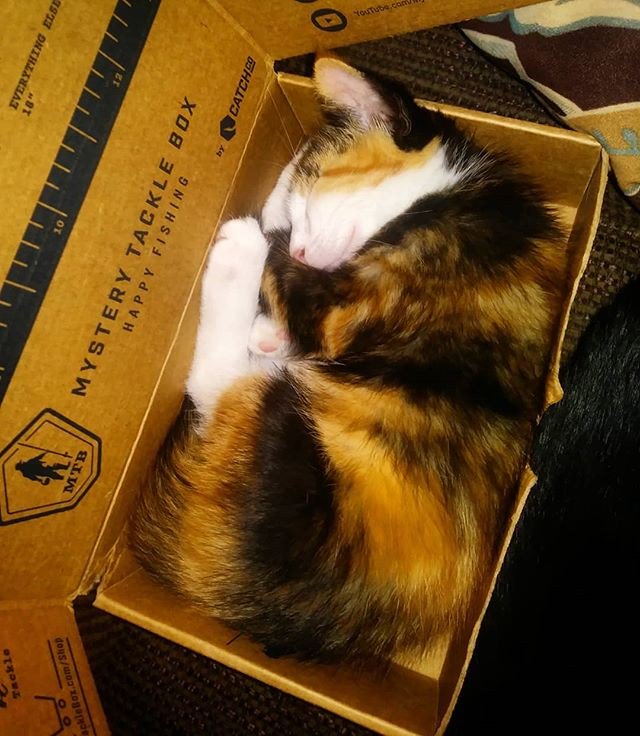 mystery tackle box catfish