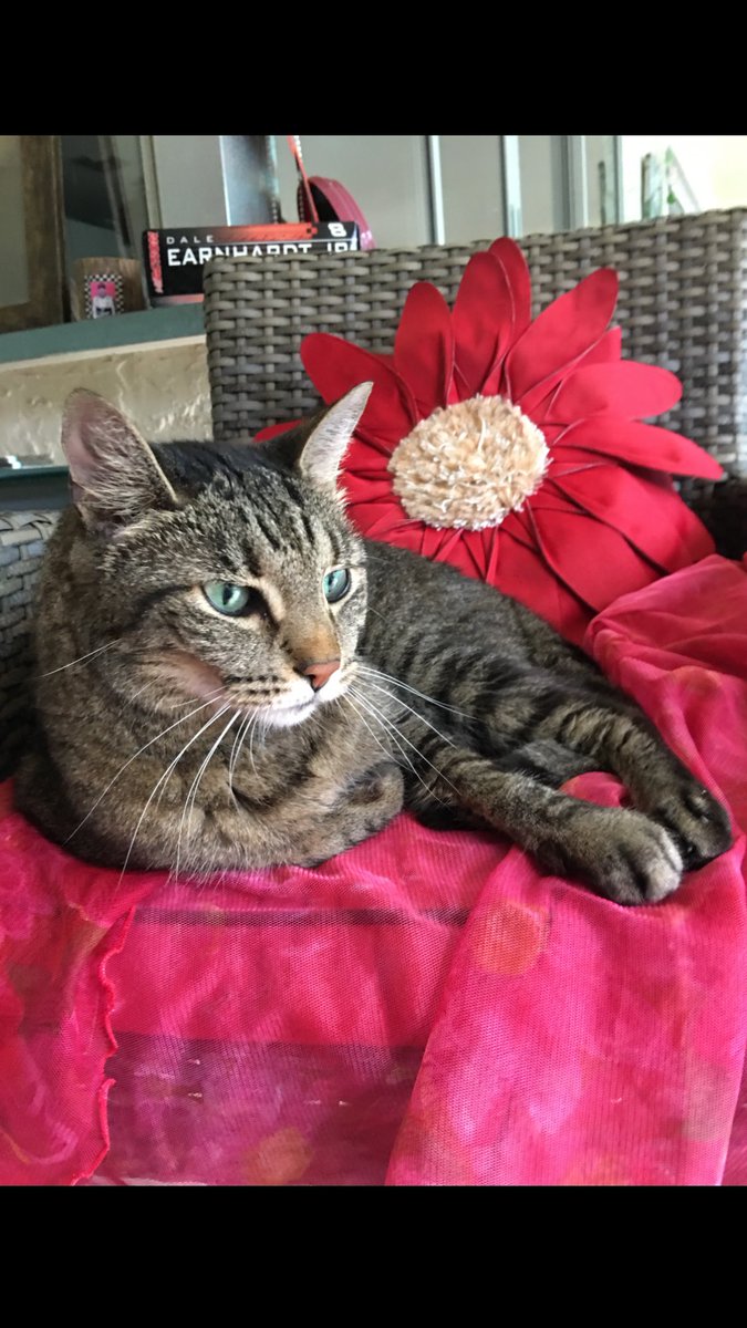 DianeEarnhardt's tweet image. Ms Chante’ in #TimeOut .. #VIPSection .. 🙀🐾😾🐾