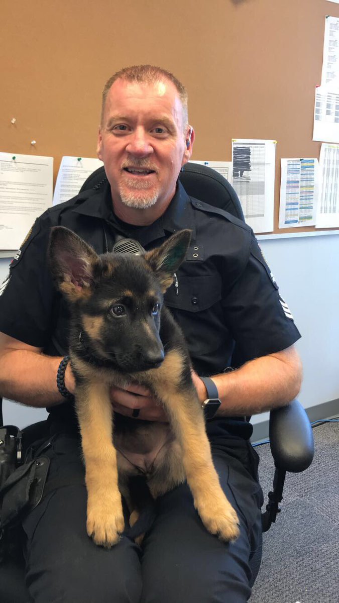 Was thrilled to have KoKo come for a quick visit with us <a href="/deltapolice/">Delta Police Department</a> this afternoon. Eight weeks old and she has some big paws to grow into. #puppy #GermanShepherd #K9
