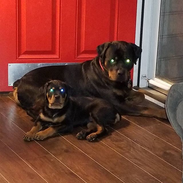 pinkedpolish's tweet photo. Romeo and Juliet❤❤❤ #rottweiler #rottiesofinstagram #romeoandjuliet #rottweilerpuppy https://t.co/roedsSPJrV https://t.co/VkIsIX3lrC