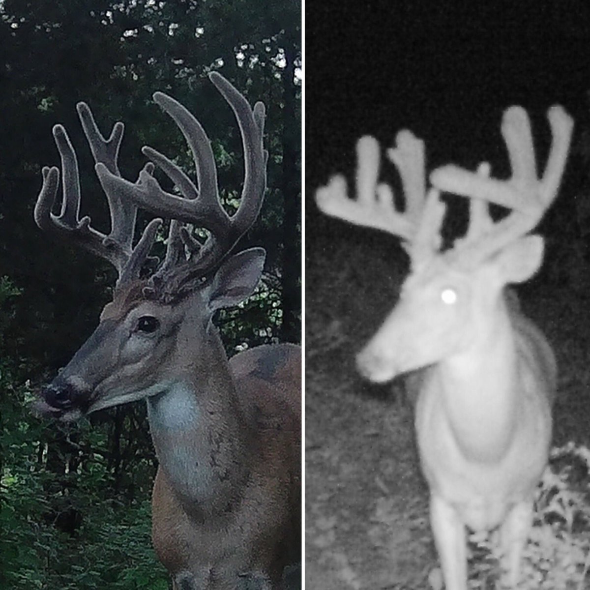 BEOUTDOORScom's tweet image. Last year and this year. Can't wait to see how he finishes out.   
#VelvetBucks #Velvet #SummerScouting #TrailCameras  @deersociety @covertcameras