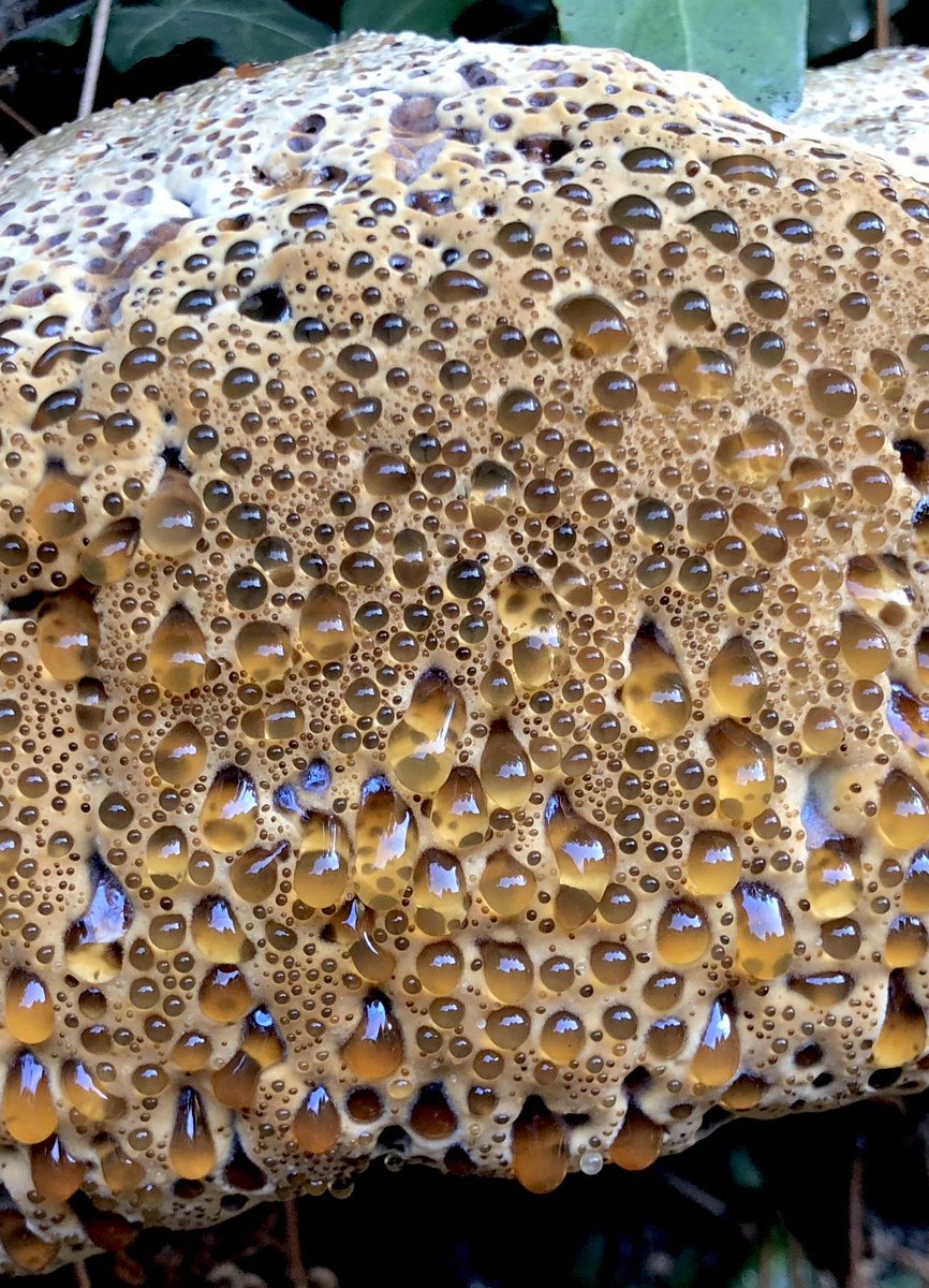 bernoid's tweet photo. Absolutely thrilled to have discovered a stunning example of Oak Bracket (Inonotus dryadeus) ... check out that guttation! So impressive! #fungi #oakbracket #guttation https://t.co/GNzYMbfQA8
