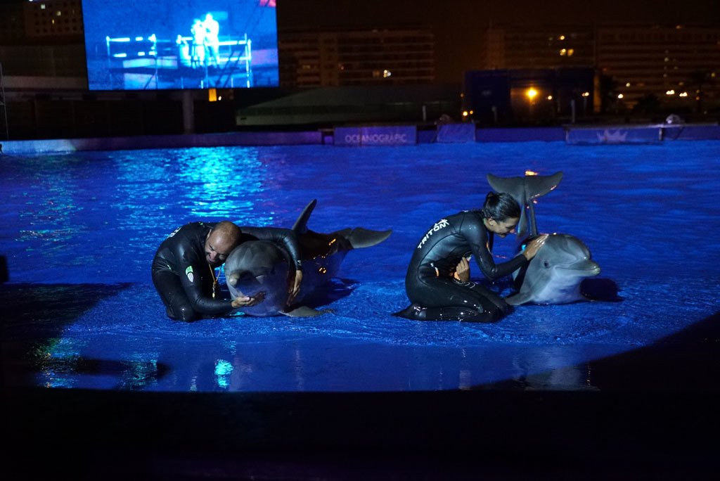 levante_emv's tweet photo. #AMiAireVerano | Las noches del @Oceanografic_vl  iluminan #València con el espectáculo de delfines y la música de @Roi_ot2017 https://t.co/vZ4PM6dPQr https://t.co/ywVurqXapR