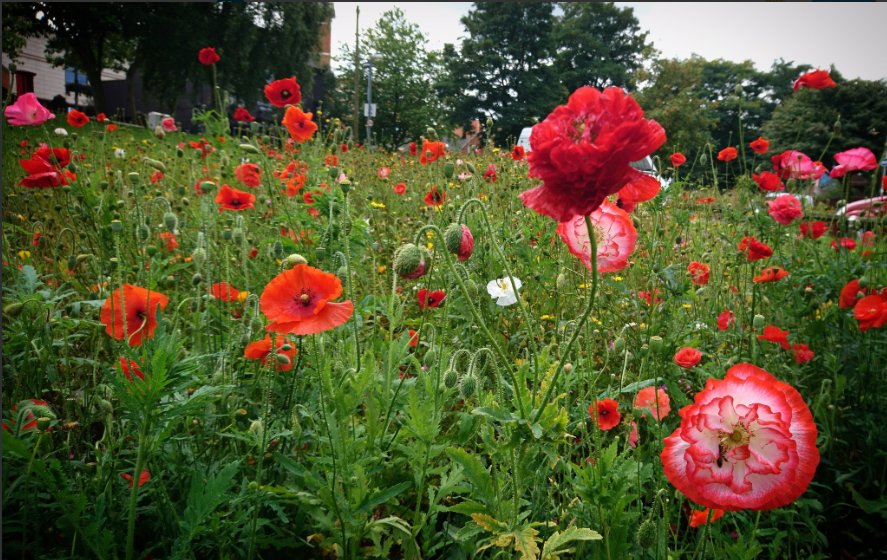 #BrumInBloom2018 is the perfect time to show off your gardening skills and community spirit! Let’s get the whole city green and beautiful @SellyOakdist @LoveLadywood @PrideinPBarr! Find out how to enter here: socsi.in/bibcom_i8r3e