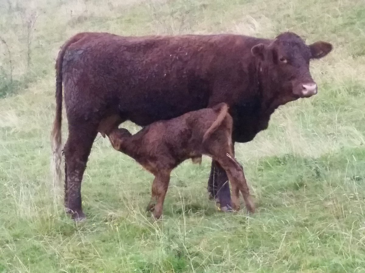 uktimjones's tweet photo. 15/16th Salers heifer with Blonde X calf at 24 hours old. https://t.co/kieBj78k96