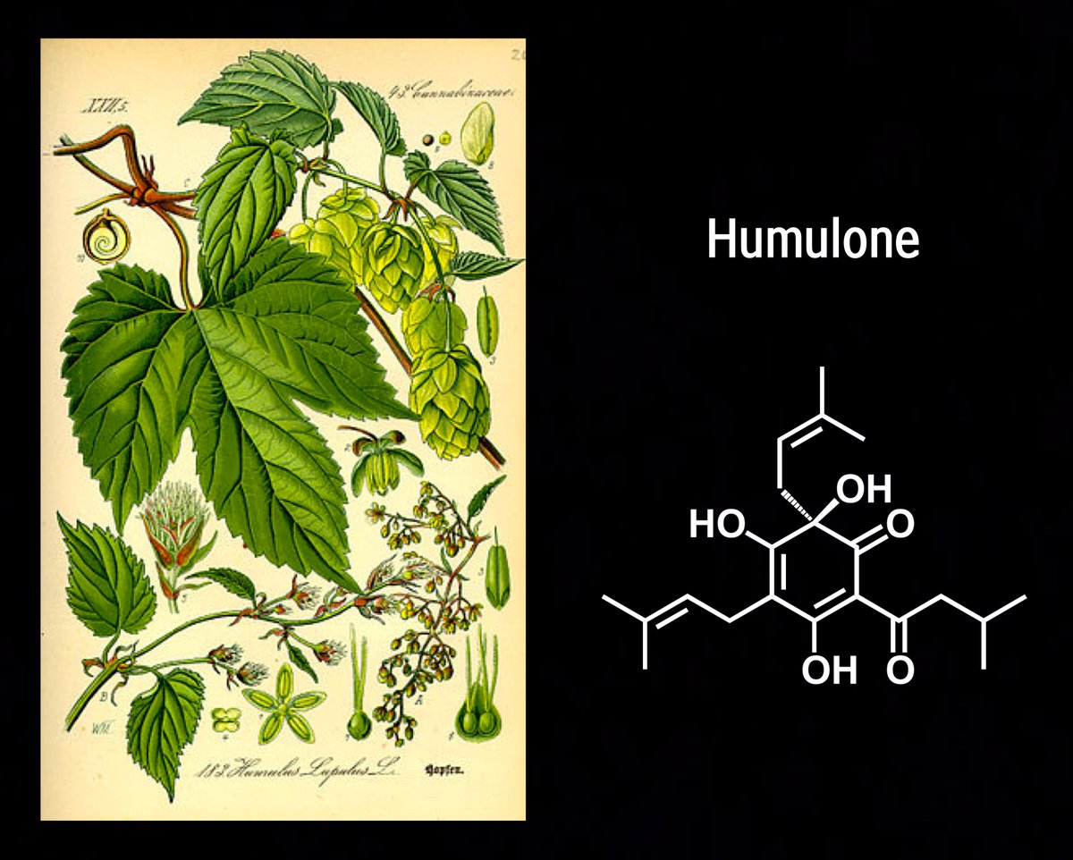 PlantsRChemists's tweet photo. TGI #PhytochemicalFriday! If it was a long week, perhaps you'll relax and savor some humulone tonight. A major contributor to the bitter flavor of some #hops varieties (Humulus lupulus - Cannabaceae), humulone is a prenylated, type III polyketide and antioxidant. Bottoms up! https://t.co/V3YnlgLy3r