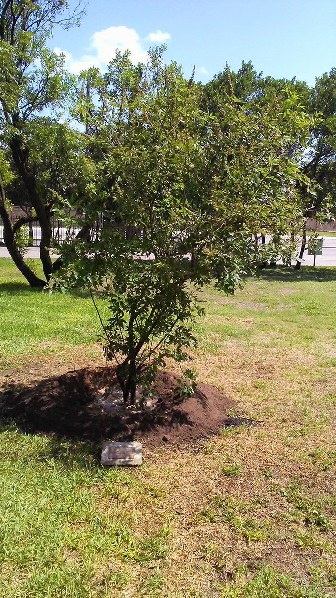 We had the privilege of donating a vitex tree to <a href="/McNayArt/">McNay Art Museum</a> this week to commemorate the completion of our work replacing roofing over many priceless artworks housed inside this world-class museum. We look forward to many years of this tree's beautiful purple blooms. #SanAntonio