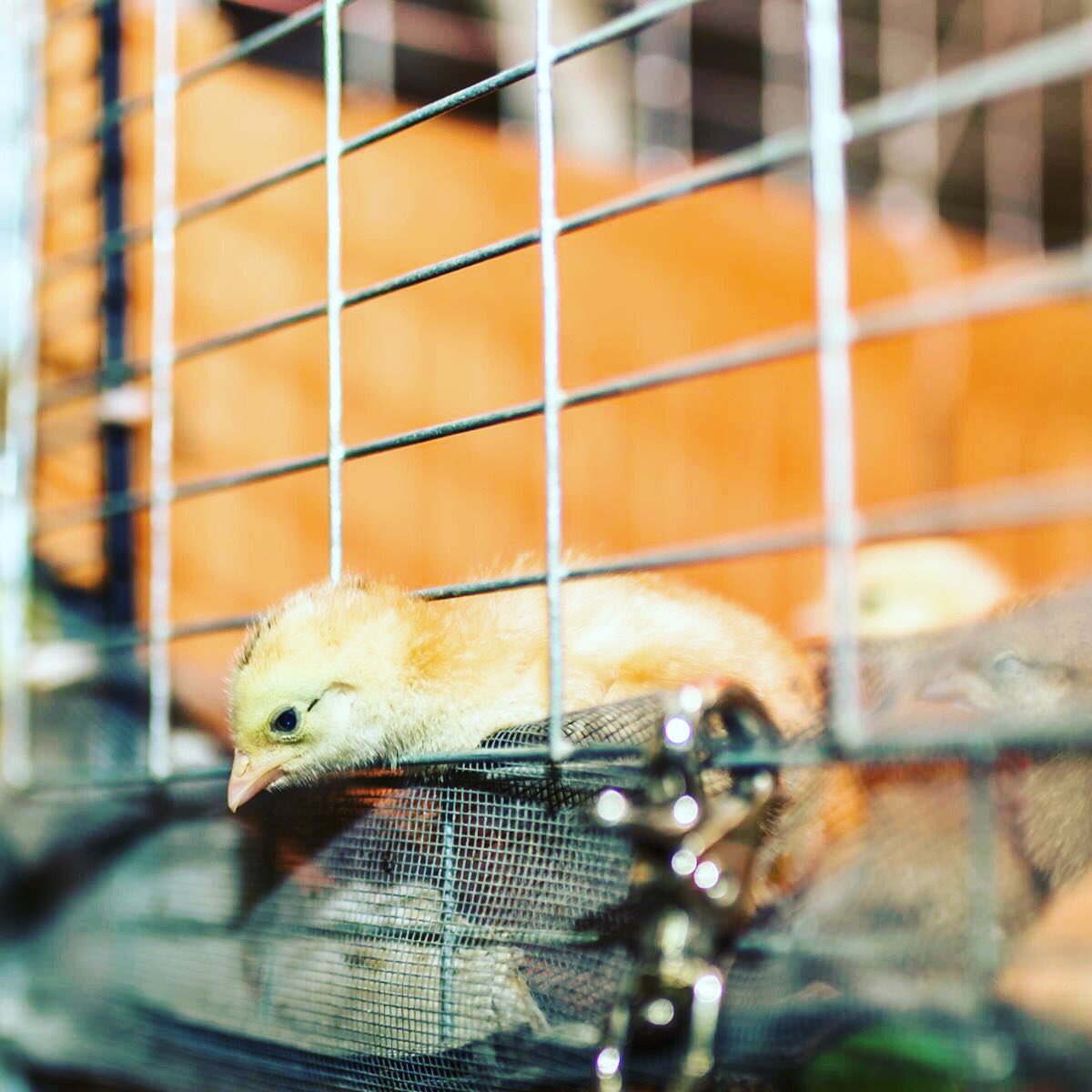 FarmGeorgetown's tweet photo. New chicks have arrived! Give us a call to see what we have available and pick up your new flock additions today! Call us at (512)930-4054 today! https://t.co/NsaFIYISOq
