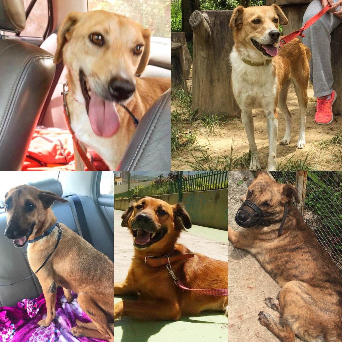 SalvandoPatitas's tweet image. Nuestros perrunos en adopción, dulce y amorosos, cuál de ellos es el amigo de tu vida???  04142575569