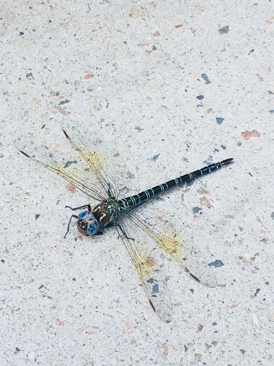 Kidorize's tweet photo. Found a beautiful dragon fly on a NYC sidewalk. https://t.co/VyzTkdnKXv