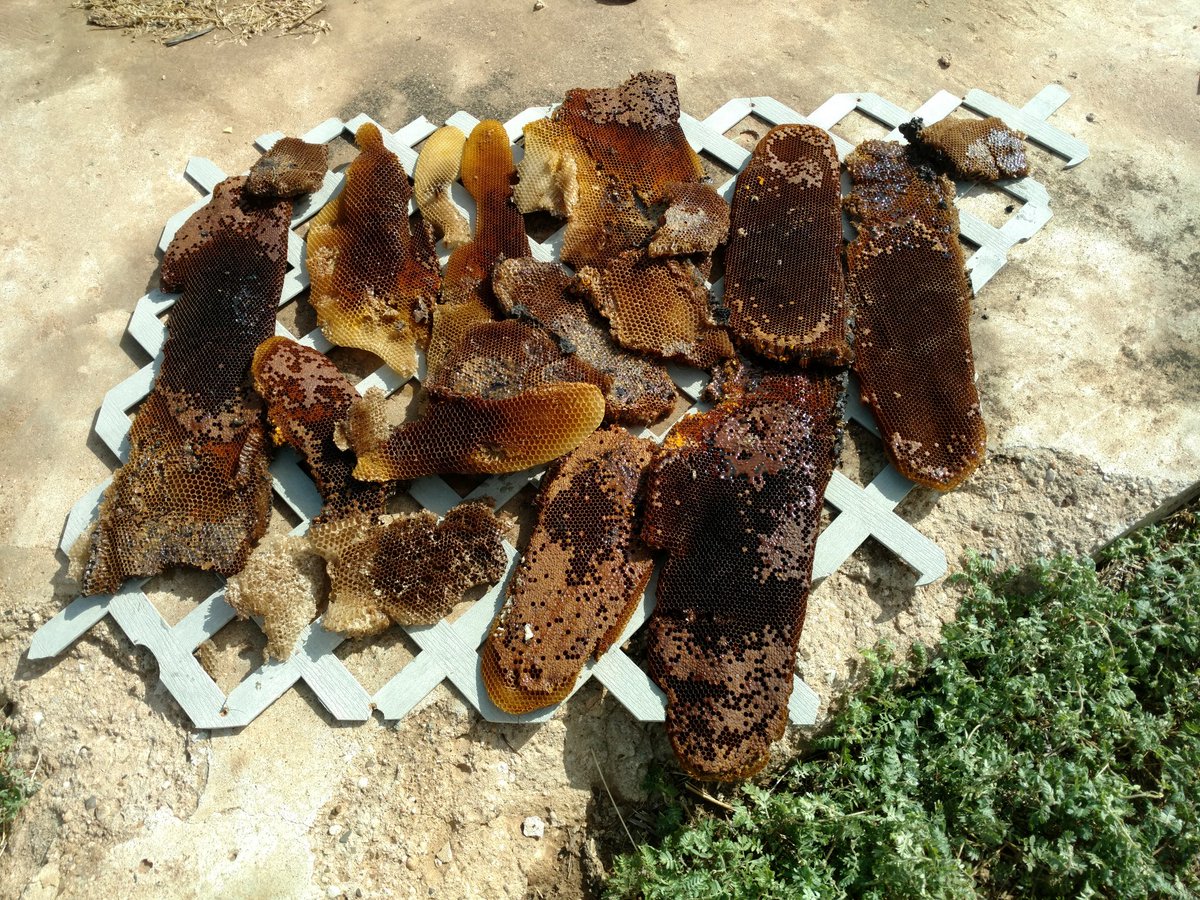 LDAMAX1's tweet photo. Never know what you may find. Pulling an Irrigation pump and found a bee hive underneath the base. Not many bees, but the honey was running when it was exposed to the heat of the sun. https://t.co/t7fTCDYQUs