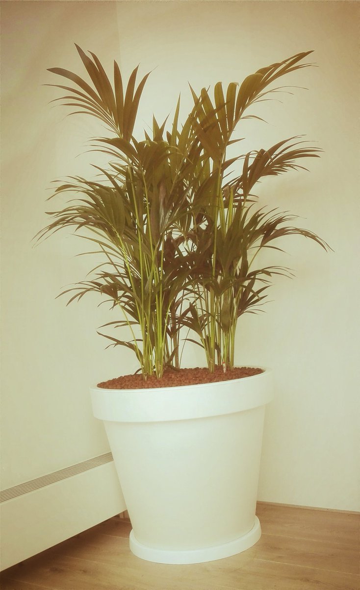 Laatste "VERGROEN" klusje van de week is geklaard!
Allemaal een goed en zonnig weekend (of misschien wel vakantie) namens team Kantoorboom .nl
#zomer #groen #blij #klant