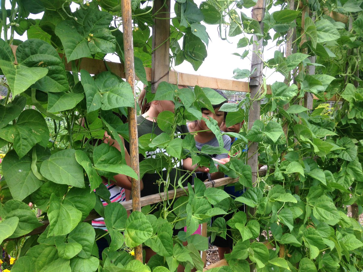 MsJordanPDSB's tweet photo. Learning about gardening and community gardens at Garden of the Valleys! Thank you Ecosource Mississauga! @ThornwoodPS @SAILThornwood @EcosourceGreen https://t.co/7rAs8UxxEd