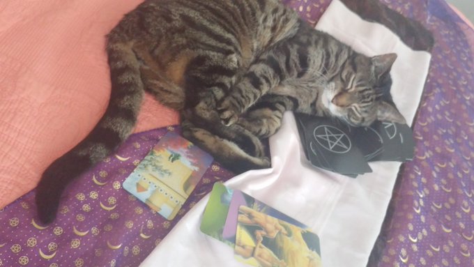 Kitty tarot interruption🐱 https://t.co/DQNRyiIltX<a href="/tag/youratmymercy"class="tags"><span>#youratmymercy</span></a>