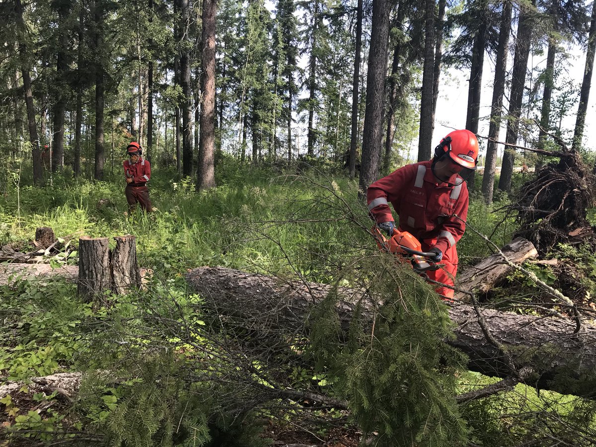 A little chainsaw training for #Firesmart #summerstudents. Here tuning up a Firesmart block, with the <a href="/LSRFS/">Lesser Slave Regional Fire Service</a>. <a href="/FiresmartLSR/">FireSmart Lesser Slave Region</a>, @FireSmartCanada