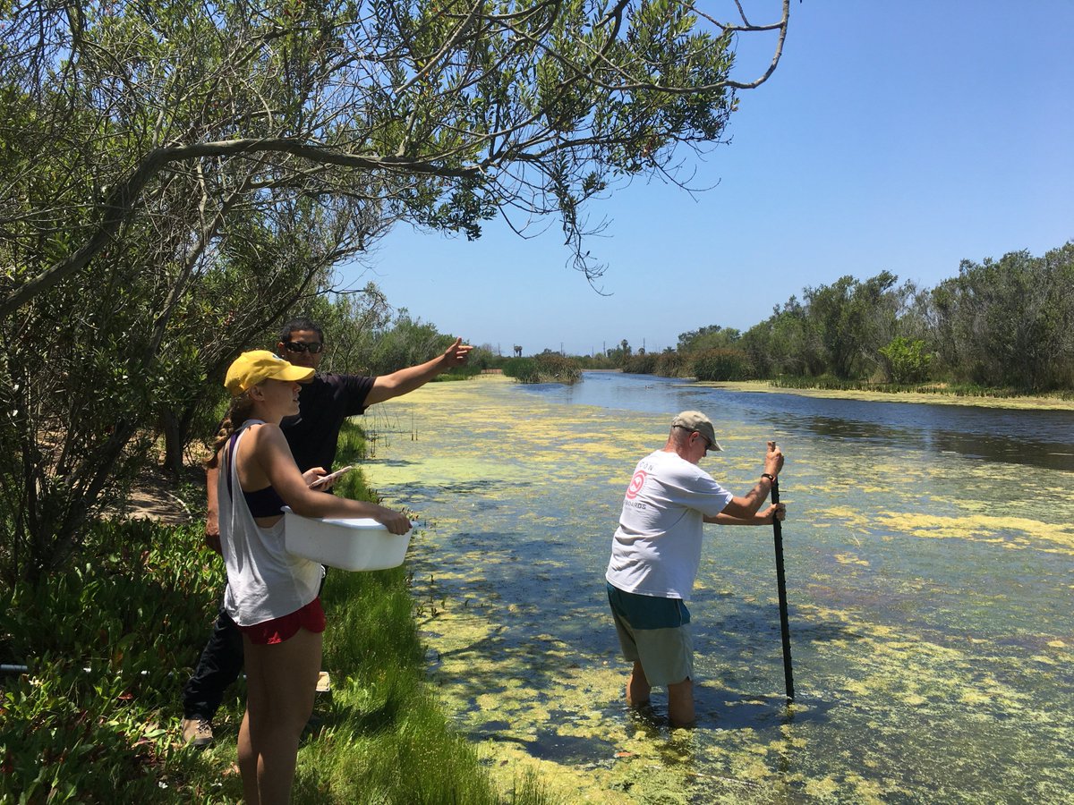 CURes_LMU's tweet photo. Freshwater Marsh Friday! Check out Dr. Dorsey and two LMU undergraduates selecting sites for water quality monitoring in the Ballona Wetlands!
#research #science #wetlands #LosAngeles #undergraduates #students https://t.co/t10BN8NSUu