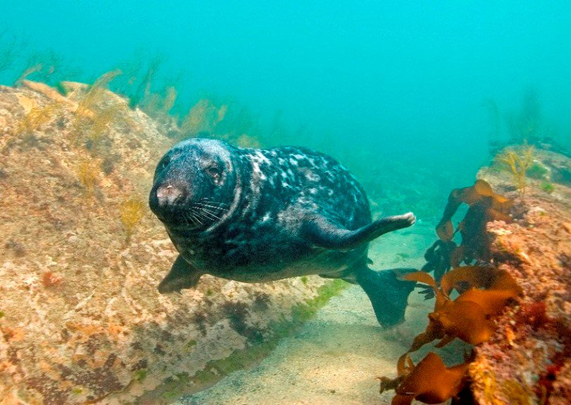 DevonWildlife's tweet image. Only one week to go to secure greater protection for our marine wildlife. Please add your #WaveOfSupport for more Marine Conservation Zones action.wildlifetrusts.org/page/25087/act… (📷Paul Naylor)