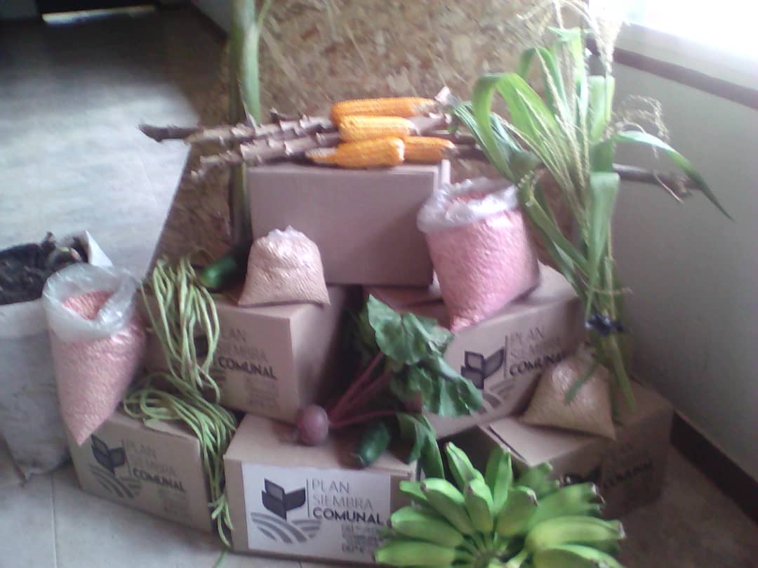 CCTaladros2's tweet photo. A través del FFM, vamos a fortalecer la Agricultura Urbana. y no es coba ya tenemos los implementos y la semilla para sembrar maíz. @avilaelguerrero @DPresidencia @NicolasMaduro @rafaellacava10 @Elmorochosanchz https://t.co/ewCGrb0RSu