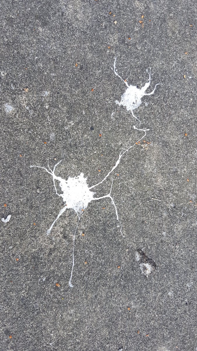 GJOE_neuro's tweet image. #Neuronsinthings #birdpoo