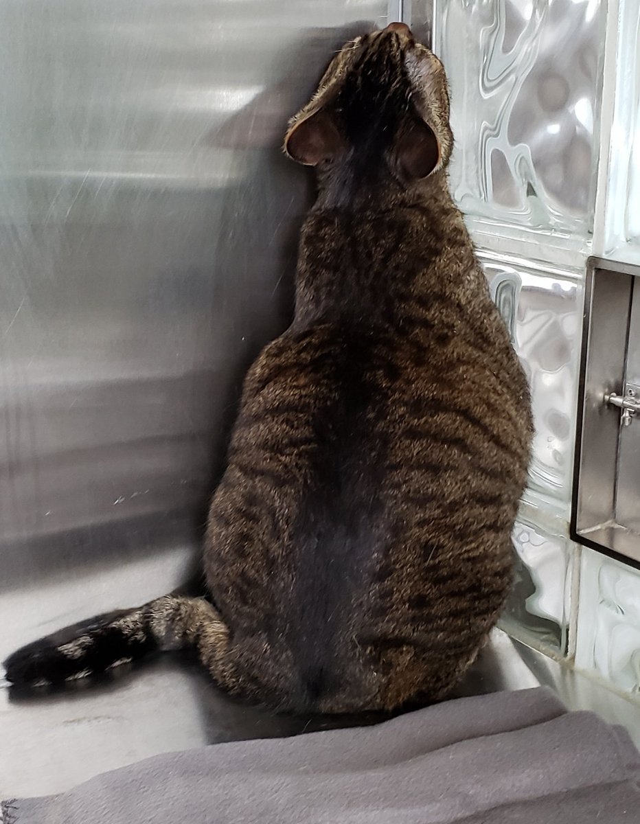 PPRPlano's tweet photo. The feeling after you had a long week. I think we have all been there before. BTW umm Ching are you comfortable? https://t.co/tc38rboM3g