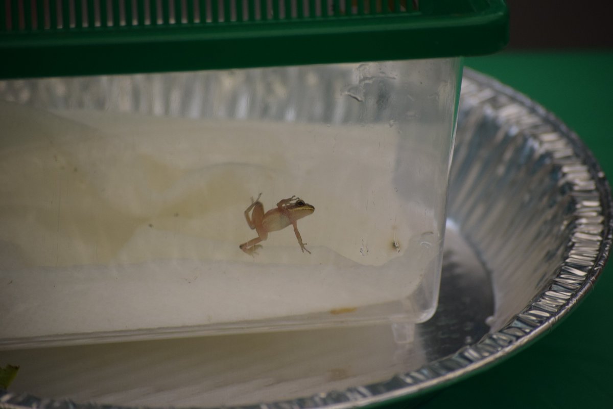 NatEnviroSummit's tweet photo. Salamanders, tree frogs, toads, crayfish, mosquito fish are a few of the awesome finds so far. #RedesigningOurFuture #NES2018 #conservation https://t.co/2P1Awpm4PS