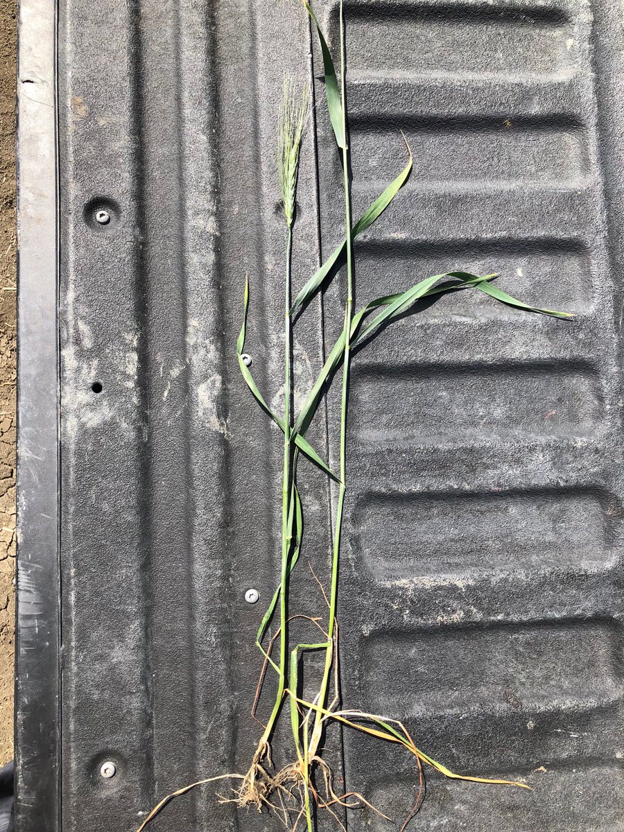 Manipulator from ⁦@EngageAgro⁩ much shorter than untreated. Really see the difference in the internode between 1st and 2nd. Trial from ⁦<a href="/RPCropWatch/">Richardson Pioneer</a>⁩ Corinne SK