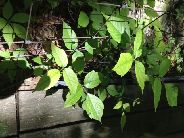 warner_sandi's tweet photo. The dreaded poison ivy... do you know how to spot it? https://t.co/hsrbhTjOlw https://t.co/pWUunk1oCL
