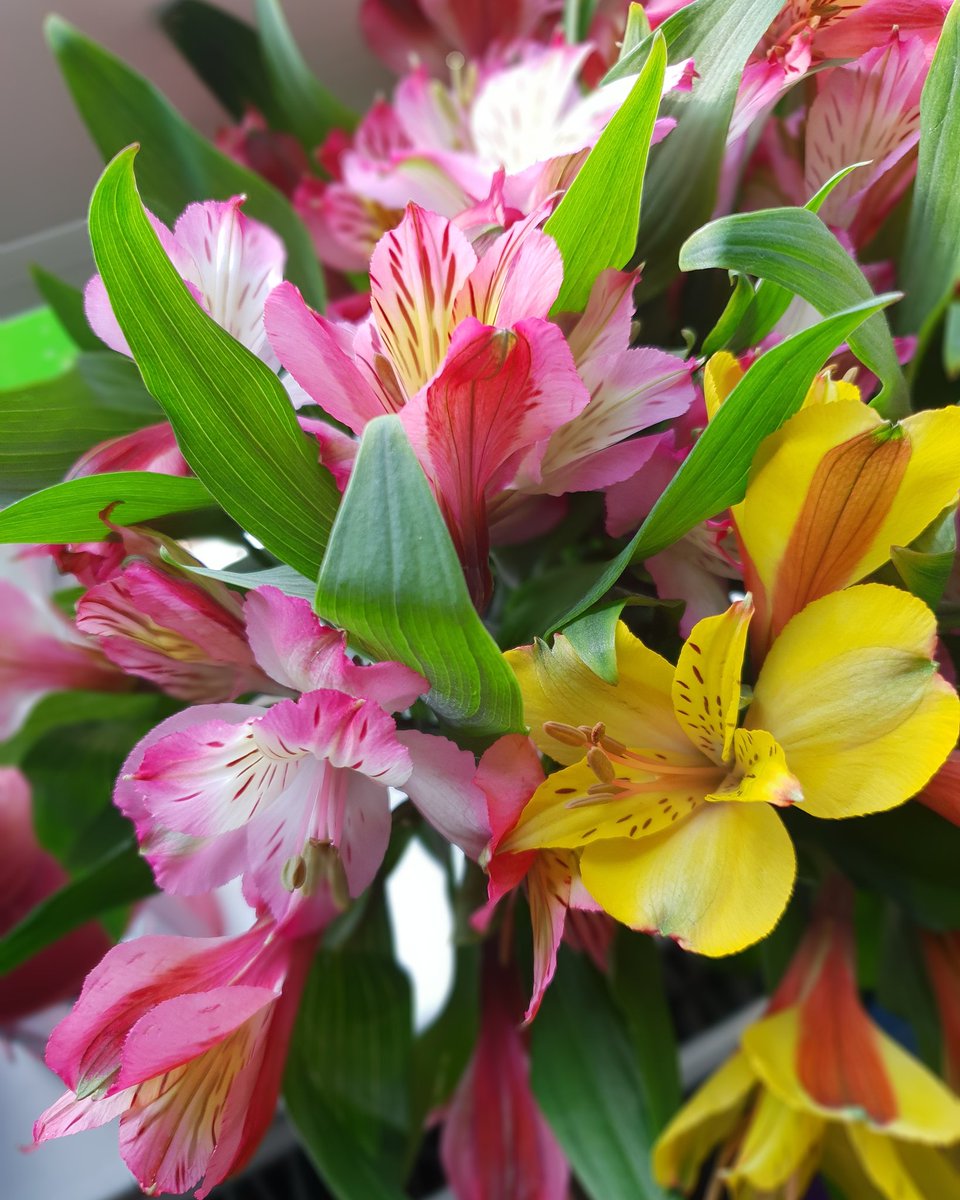 silverchair87's tweet photo. Anniversary flowers. 6 years. https://t.co/Pulxvwt0qI