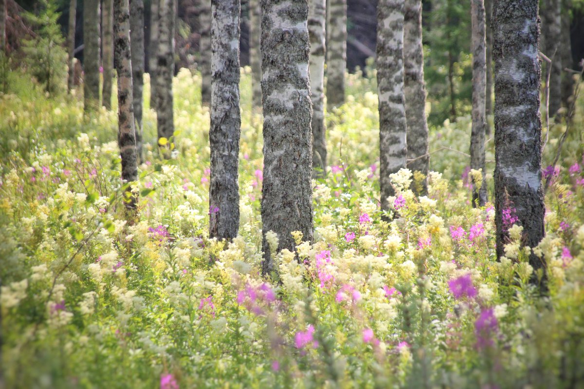 Katinkanen's tweet photo. Pysähtyi matka ystävien.
Takia koivikon kuvauksellisen.
#seis #stop
#uukkarit
#koivikko #kesä
#valokuvaus #photography
#canon #canonkesä
#luontokuva #naturephoto
#photoroad #Finland https://t.co/8Rs6wJrSGU