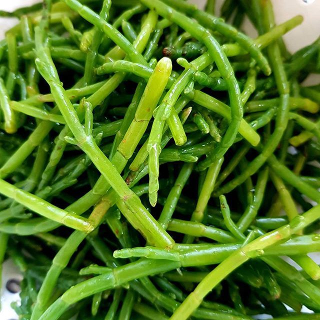 saltersevents's tweet image. Vibrant, fresh samphire with dinner tonight. #saltersevents #seafood #seavegetables #samphire #dinner #mmm ift.tt/2NNe8uA
