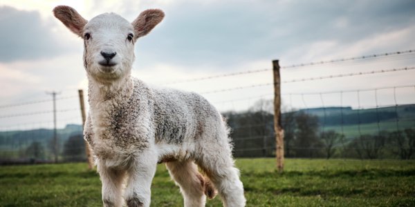 Why Bulls, Owls, Tigers, and Lambs Matter to Your Practice buff.ly/2uclhvz