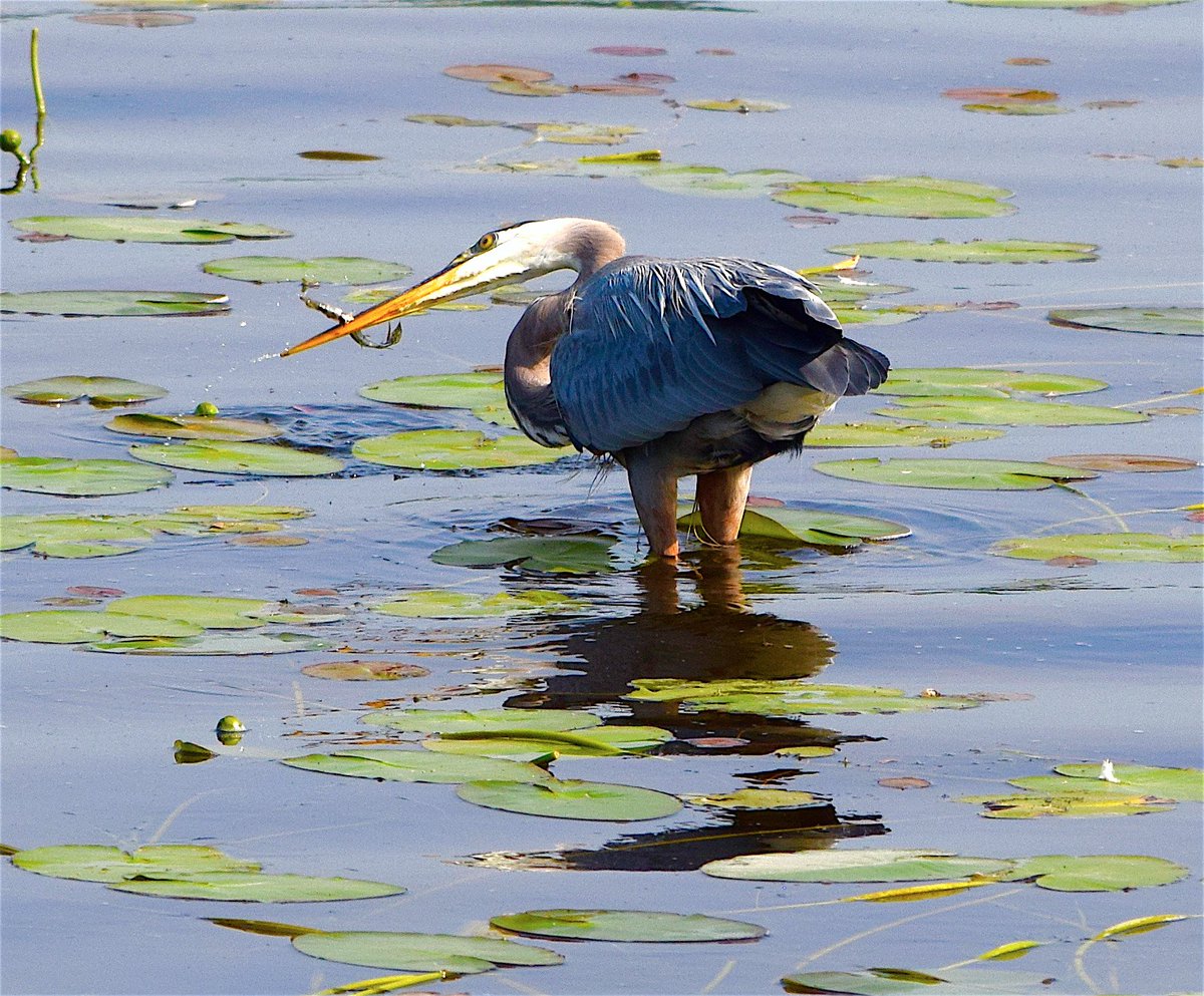 Great Blue Heron fishing this morning in the #Ottawa River. #birds #birding