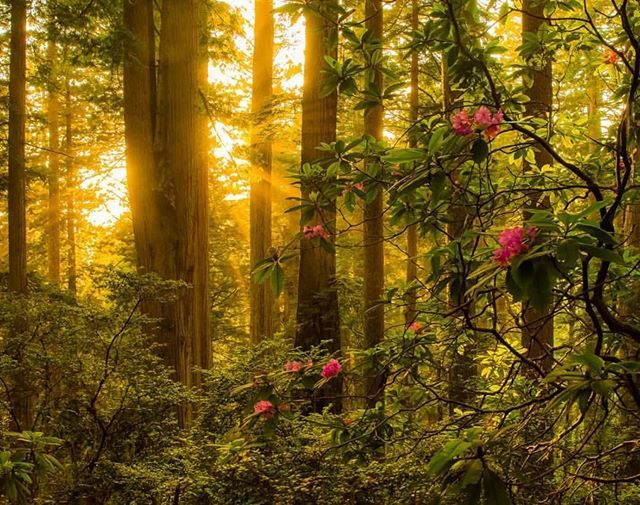 "When you get up into the crown of a redwood tree, you lose sight of the ground entirely. You also lose sight of the sky. And you're in a lost world. You're in an undiscovered, unexplored ecosystem, somewhere between Heaven and Earth, filled with forms o… ift.tt/2uyQA3N