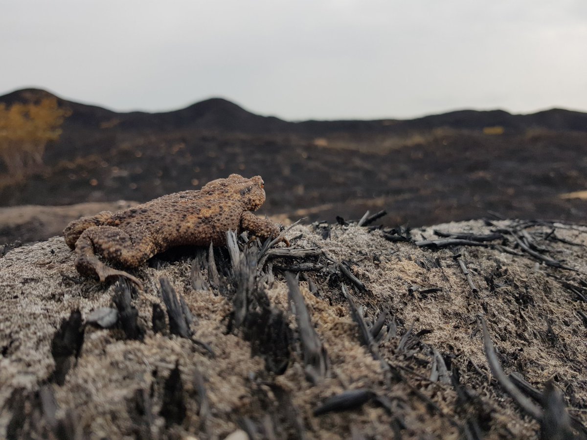 And now the flip side of working in #conservation, having to deal with events such as these. This #commontoad trying to figure out what has happened to his home. A poignant reminder to be responsible with BBQs & litter at this time of year

@ARC_Bytes @TheSeftonCoast @NatureBftB