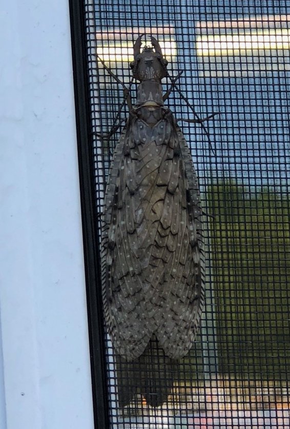 Wishing you a safe #CreekFreakyFridayThe13th We found an adult Dobsonfly on a window in Woodstock, VA (Bonus points to whoever can ID this as male or female)
#CreekFreakyFriday #AdultMacroinvertebrates #SaveOurStreams #CreekFreaks