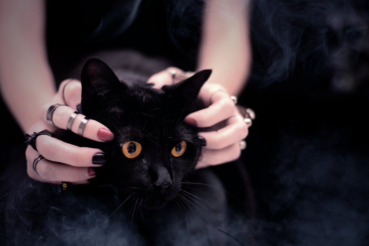 Hoje é sexta feira 13!
Deixe seu gatinho em lugar seguro para ele não encontrar nenhum ignorante que pense em machucá-lo 😿
