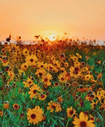 Smile it’s Friday ✨🌴🌻 We have some exciting news coming out next week. New products &amp; newsletter! Be sure to sign up on our website for email updates. Can’t wait! 📸: @wanderingwild_ #TGIF