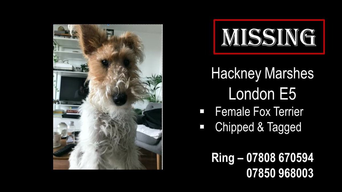 suedaycam's tweet photo. #findmissingRoxy #hackneyMarshes
Please help get this gorgeous #foxterrier home๐พ Owner distraught ๐ https://t.co/vQASJnvEt3