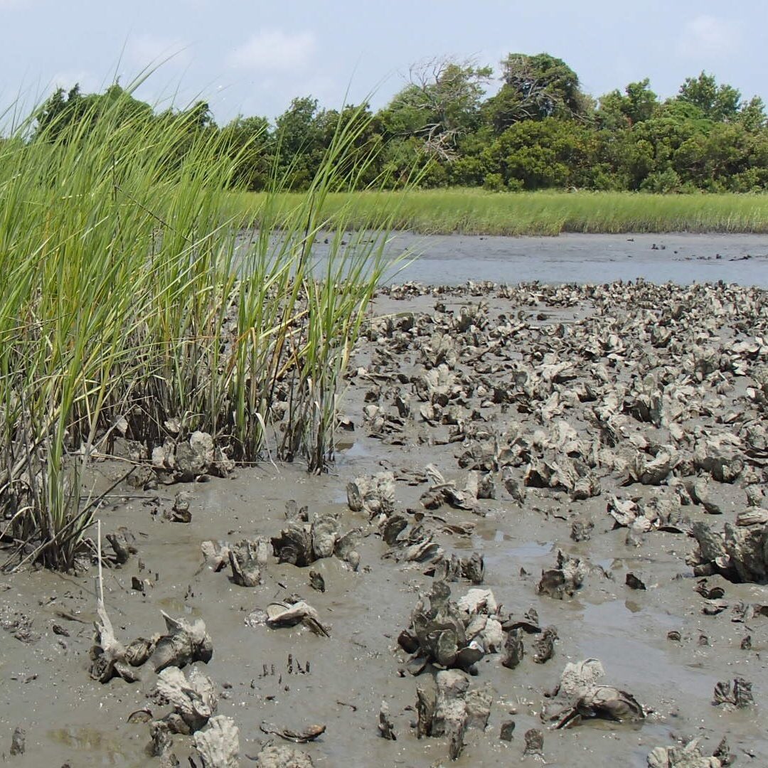Need a beach read? Our paper on N removal in #livingshorelines is available for free download! (Because what’s a vacation without denitrification?) sciencedirect.com/science/articl…