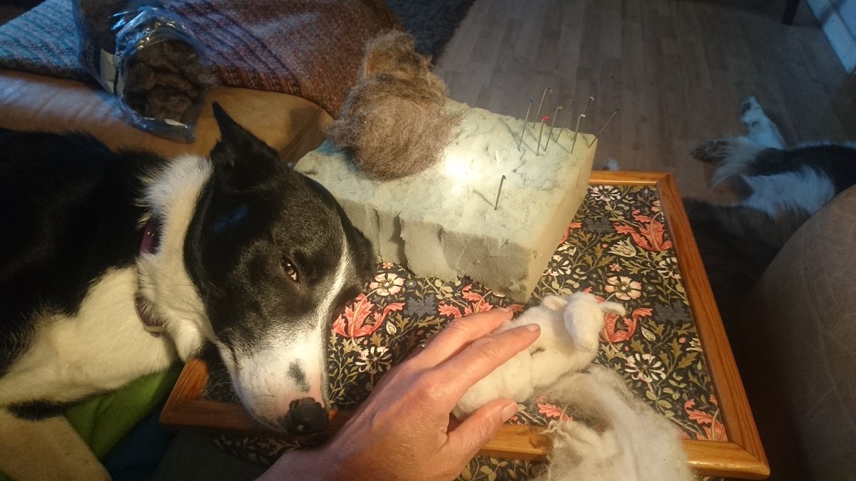 sheepinstitches's tweet photo. Will someone please explain to me how I'm meant to get any work done when this creature decides to use my lap table as a pillow?! #NinaPuppy #helpfulpets https://t.co/yGHKtl5qRz