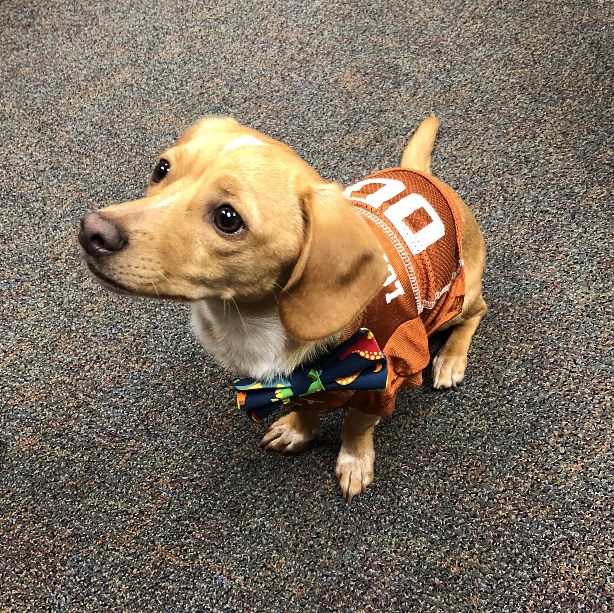 ut dog jersey