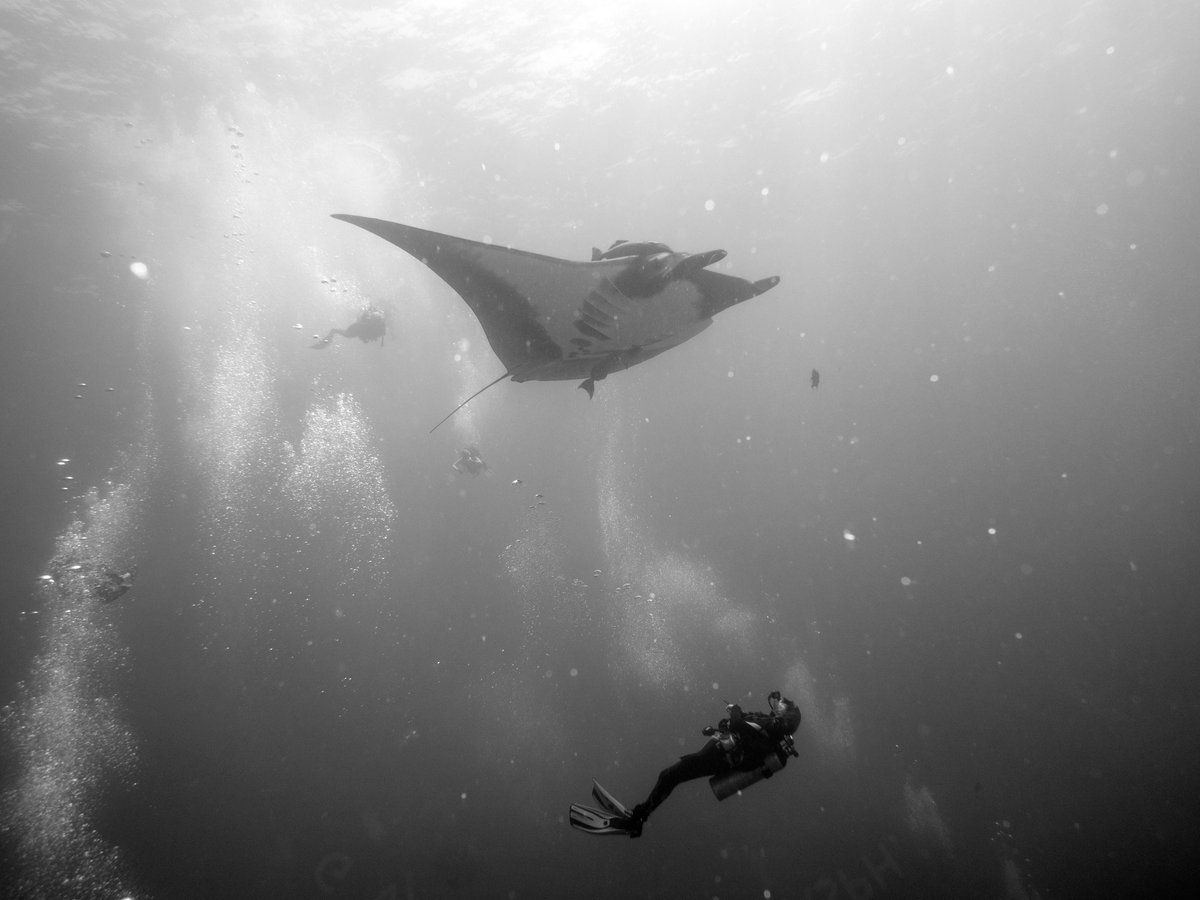 TravelwithTam's tweet photo. Another Fantastic Solo Trip with Ray of Hope Expeditions! https://t.co/to7ukvaEu2 @QueenofMantas @MarineMegafauna #scuba #scubadiver #flashbackfriday#citizenscience #ilovescience #mantaray #manta #science #volunteering #expedition #scienceexpedition #liveaboard #divetrip #dogood https://t.co/wVRQvrtnun