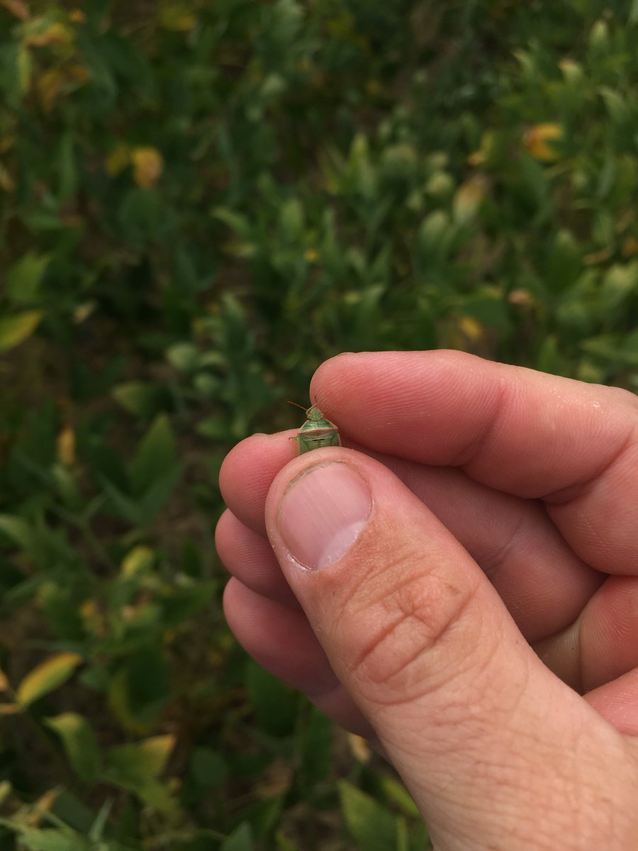 StonevilleMark's tweet photo. Red banded stink bugs in early planted beans in Bleckley Co. If you’ve got soybeans you need to be scouting for these. @probertscotton @BleckleyCoAg https://t.co/Q29ygXJequ
