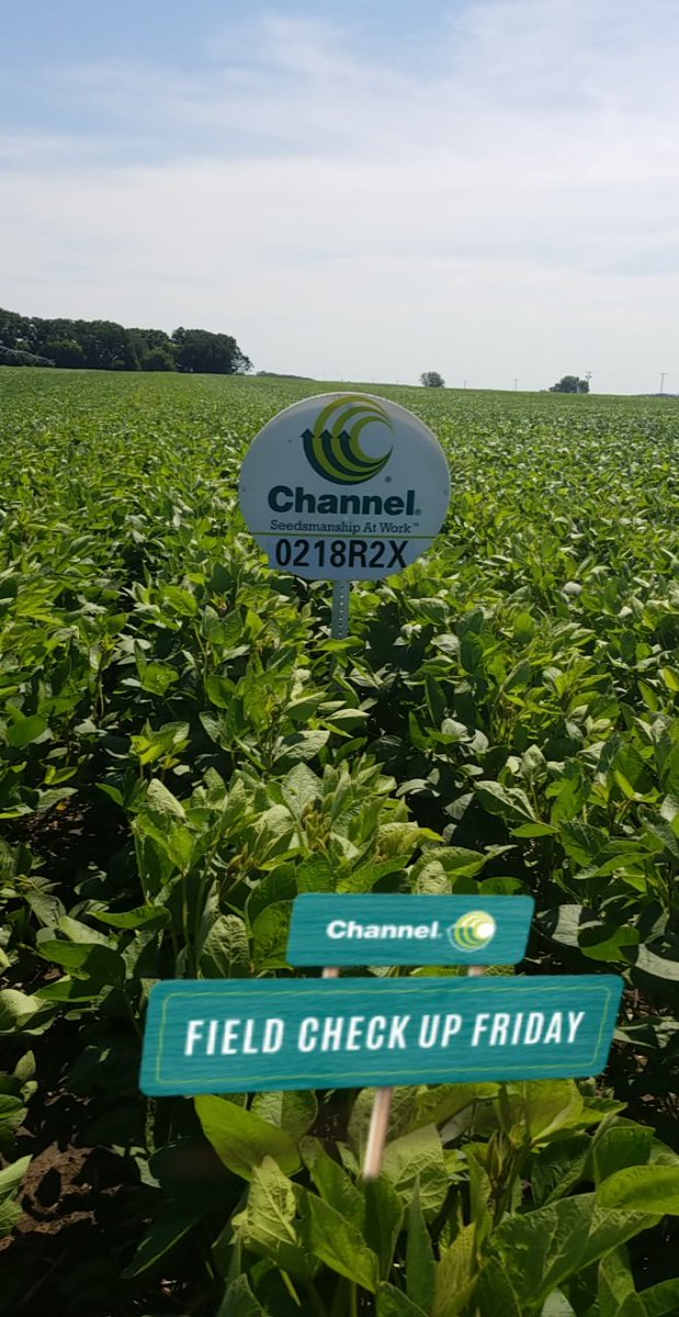 #FieldCheckUpFriday #FieldCheckUpSeries <a href="/ChannelSeed/">Channel Seed</a>