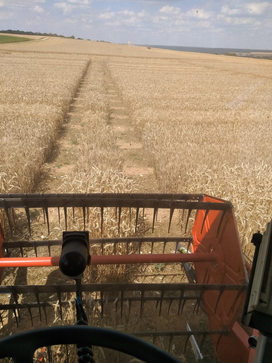 BenoitMallinger's tweet photo. Depuis hier dans les blé sur le 52. Aujourd'hui on poursuit avec le 2 e essais variété. Encore une bonne journée en perspective au volant de la hege. #moisson18 @coopEMC2 https://t.co/0VtzfhKnst