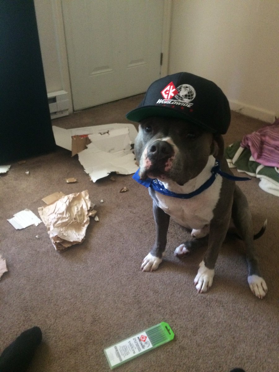 That feeling when you get your CK gear in the mail! Good doggo 10/10 and looking sharp! #ckworldwide #thestandardintigwelding #mastertig #ultratig #layzrtungsten