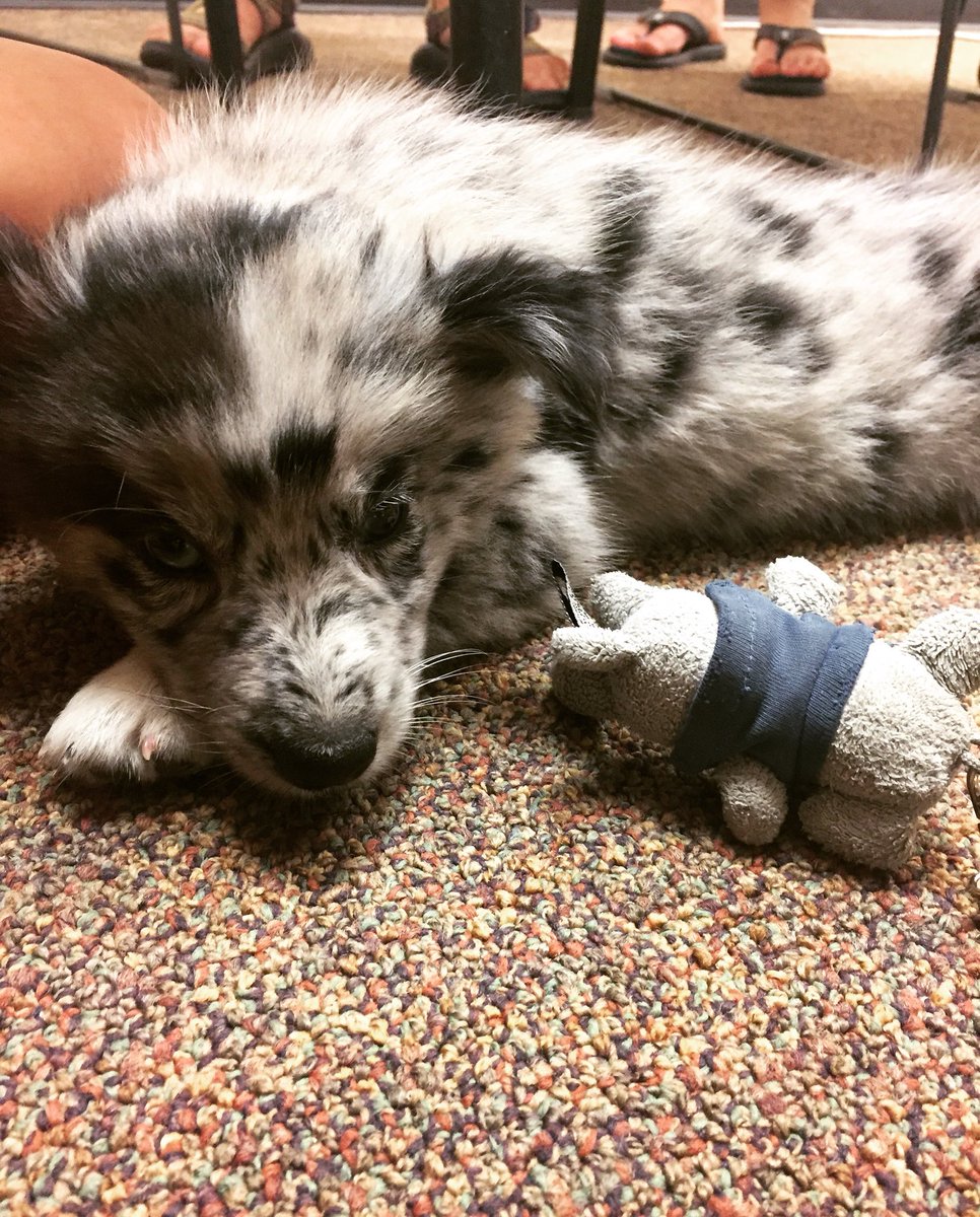 CSU_iGEM's tweet photo. Marley is the iGem MVP today because she bought a real life PUPPY to our meeting today!!!!! 🐶 https://t.co/nrlFlIkXzP