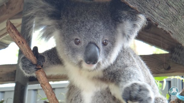 ifawglobal's tweet photo. Koala prints are so similar to human fingerprints in shape, size and pattern that the two are almost indistinguishable. In fact, they've duped crime scene investigators in the past! 🐨🕵️‍♂️ #FunFactFriday https://t.co/eG7SpjCM4Q
