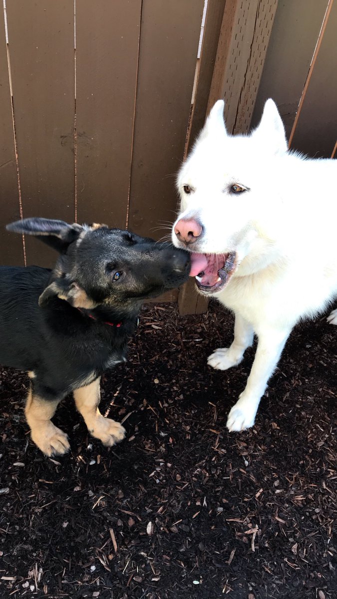HaleyMRudolph's tweet photo. Getting pictures from @TaylorKeeker of Redick’s play date with Grizz and Aspen, sure makes my heart flutter 💗 #dogbesties 🐶 https://t.co/Qk7cib3LXC