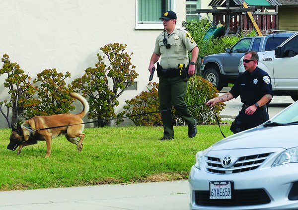 Police seach a Santa Cruz neighborhood for a suspect who crashed a stolen Mercedes Benz Friday morning near King Street.